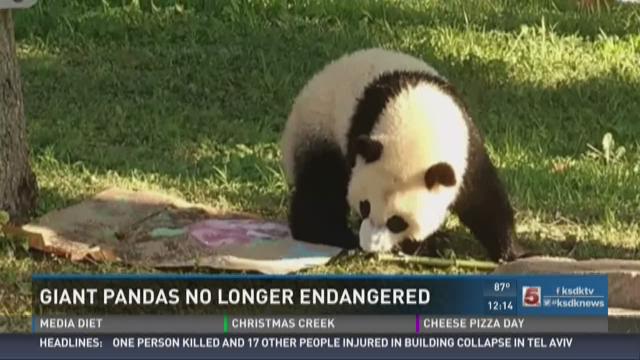 Giant Pandas no longer on endangered species list | abc10.com