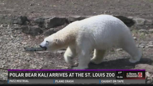 Polar bear Kali arrives at the STL Zoo