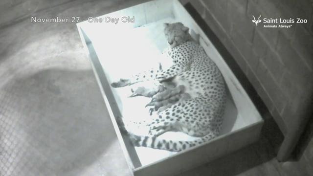 8 cheetah cubs born at St. Louis Zoo | 0